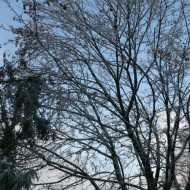 more icy trees